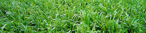 Artificial Grass Special Clearance